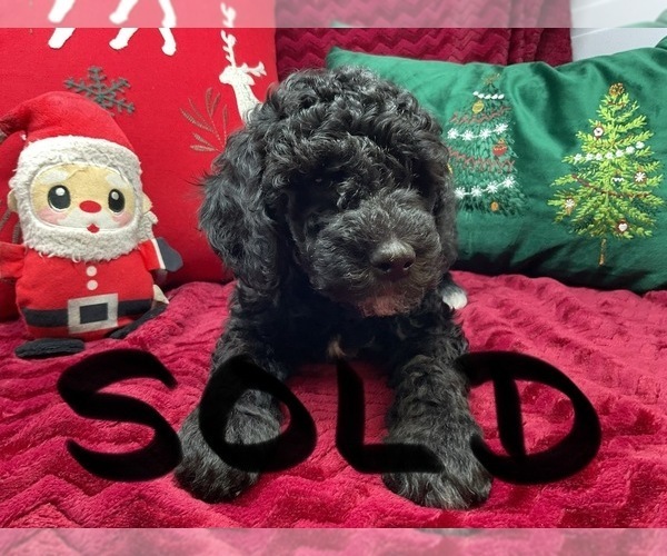 Medium Photo #5 Goldendoodle (Miniature) Puppy For Sale in BATTLE CREEK, MI, USA