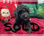 Small #4 Goldendoodle (Miniature)