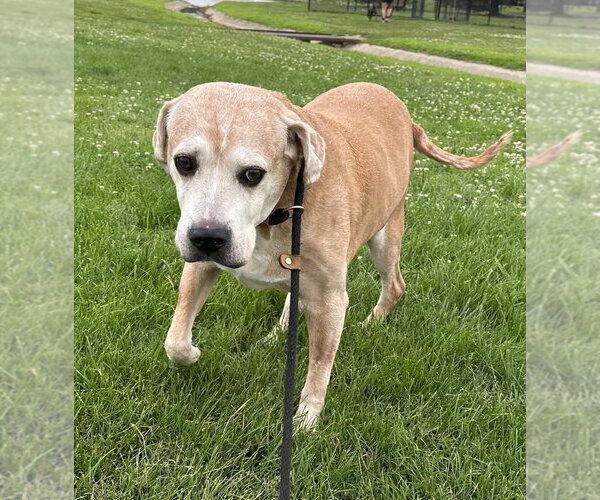 Medium Photo #2 Labrador Retriever Puppy For Sale in Evansville, IN, USA
