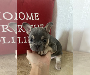 French Bulldog Puppy for sale in LAKE ELSINORE, CA, USA