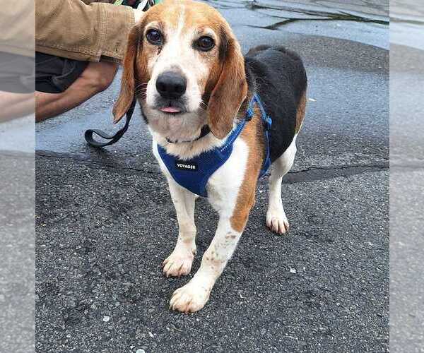 Medium Photo #3 Beagle Puppy For Sale in Silver Spring, MD, USA