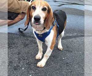 Arkansas - Male Beagle Dog for Adoption - Photo #3