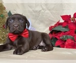 Small Photo #2 Labrador Retriever Puppy For Sale in LANCASTER, PA, USA
