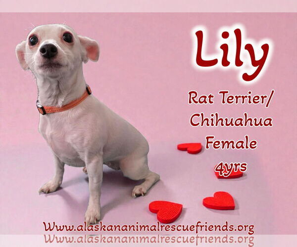 Medium Photo #1 Rat-Cha Puppy For Sale in Anchorage, AK, USA