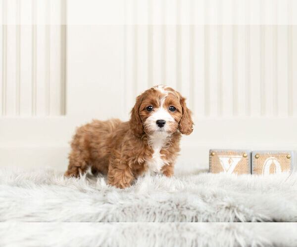 Medium Photo #5 Cavapoo Puppy For Sale in WARSAW, IN, USA