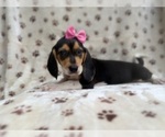Small #3 Beagle