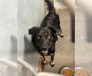 Australian Shepherd Dogs for adoption in Stockton, CA, USA