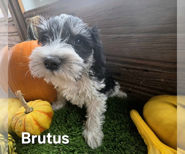 Medium Photo #1 Schnauzer (Miniature) Puppy For Sale in PORTLAND, IN, USA