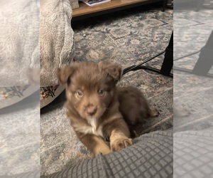 Miniature Australian Shepherd Puppy for sale in ASHUELOT, NH, USA