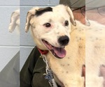 Small #17 English Setter-Labrador Retriever Mix