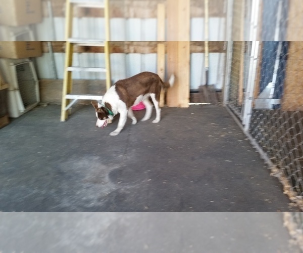 Medium Photo #5 Border Collie Puppy For Sale in LA GRANDE, OR, USA
