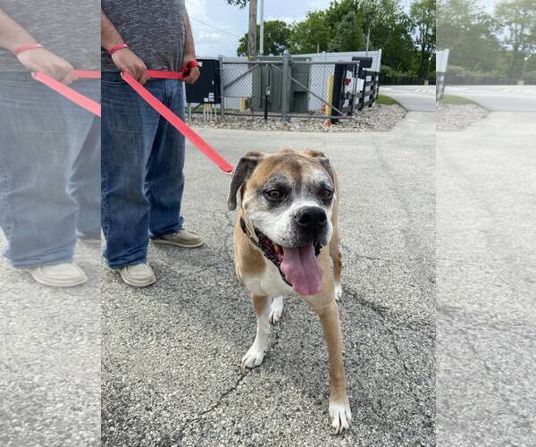 Medium Photo #7 Boxer Puppy For Sale in Burnsville, MN, USA