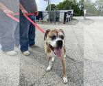 Small #6 Boxer