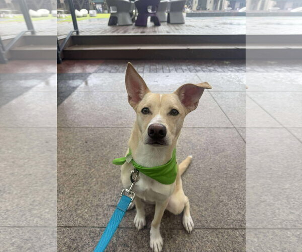 Medium Photo #6 Mutt Puppy For Sale in Rosenberg, TX, USA