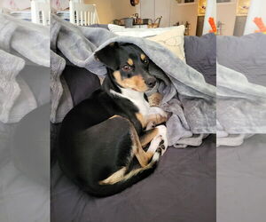Jack Chi Dogs for adoption in Rockaway, NJ, USA