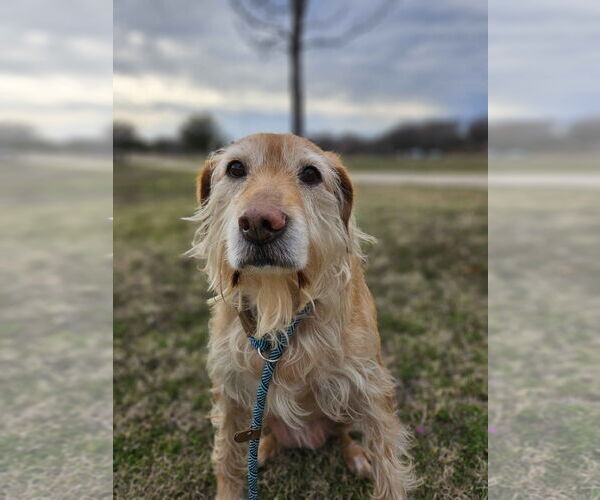 Medium Photo #7 Golden Retriever-Unknown Mix Puppy For Sale in Fort Worth, TX, USA
