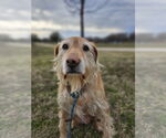 Small #6 Golden Retriever Mix