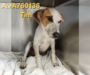 Mutt Dogs for adoption in San Antonio, TX, USA