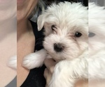 Small Photo #1 Maltese Puppy For Sale in LAKELAND, FL, USA