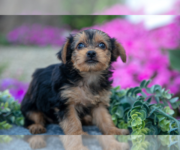 Medium Photo #7 YorkiePoo Puppy For Sale in FRESNO, OH, USA