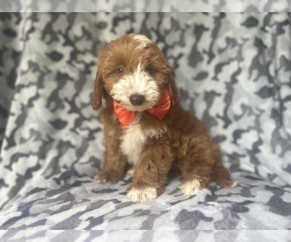 Medium Photo #8 Cavapoo Puppy For Sale in LAKELAND, FL, USA