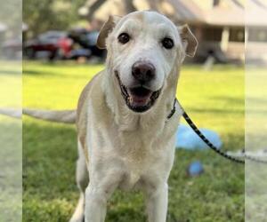Medium Labrador Retriever Mix
