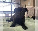 Small #1 Mutt
