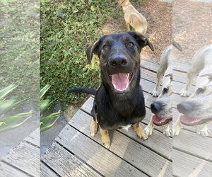 German Shepherd Dog-Unknown Mix Dogs for adoption in San Diego, CA, USA