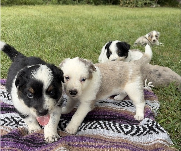 Medium Photo #1 Texas Heeler Puppy For Sale in CONGERVILLE, IL, USA