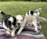 Litter of 7 - Male(s) and Female(s) Texas HeelerLitter of Puppies for Sale - Small photo