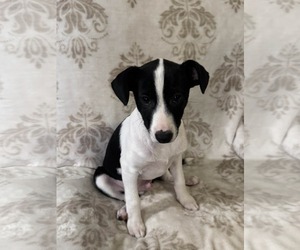 Chihuahua Mix Dog for Adoption in The Woodlands, Texas USA