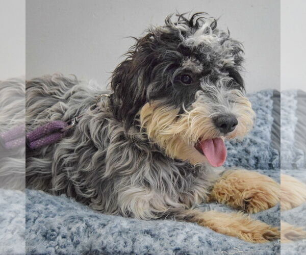 Medium Photo #5 Mutt Puppy For Sale in Huntley, IL, USA