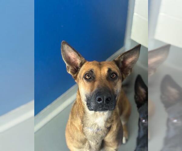 Medium Photo #1 German Shepherd Dog-Unknown Mix Puppy For Sale in Visalia, CA, USA