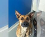 Small German Shepherd Dog Mix