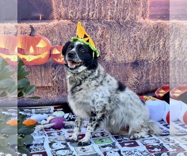 Medium Photo #5 Australian Shepherd-Unknown Mix Puppy For Sale in Lake Elsinore, CA, USA