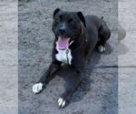 Small #1 Labrador Retriever Mix