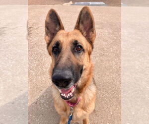 German Shepherd Dog Dogs for adoption in Kansas City, MO, USA