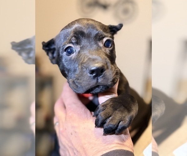 Medium Photo #1 Cane Corso Puppy For Sale in ANDERSON, IN, USA