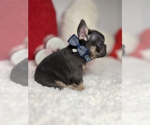 French Bulldog Puppy for sale in STOCKBRIDGE, GA, USA