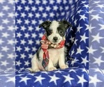 Small Photo #1 Fox Terrier (Smooth)-Poodle (Toy) Mix Puppy For Sale in LEOLA, PA, USA