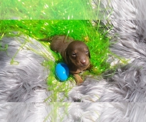 Dachshund Puppy for sale in SEGUIN, TX, USA