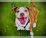Small Photo #2 Mutt Puppy For Sale in Orlando, FL, USA