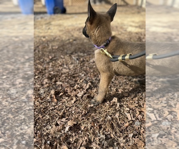 Medium Photo #40 German Malinois Puppy For Sale in GARLAND, NC, USA