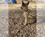 Small #2 German Malinois