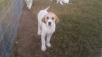 Small Photo #21 Anatolian Shepherd-Great Pyrenees Mix Puppy For Sale in CALVIN, OK, USA