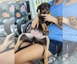 Small #5 Rottweiler Mix