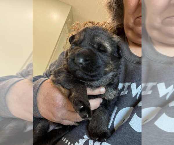 Medium Photo #1 German Shepherd Dog Puppy For Sale in NEWVILLE, PA, USA