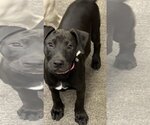 Small Photo #3 Lab-Pointer Puppy For Sale in Hillsboro, MO, USA