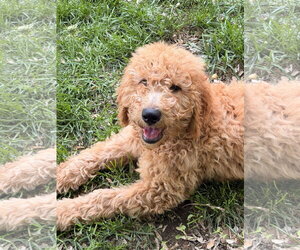 Golden Retriever Dogs for adoption in Wheaton, IL, USA