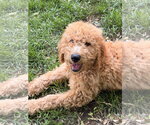 Small Golden Retriever